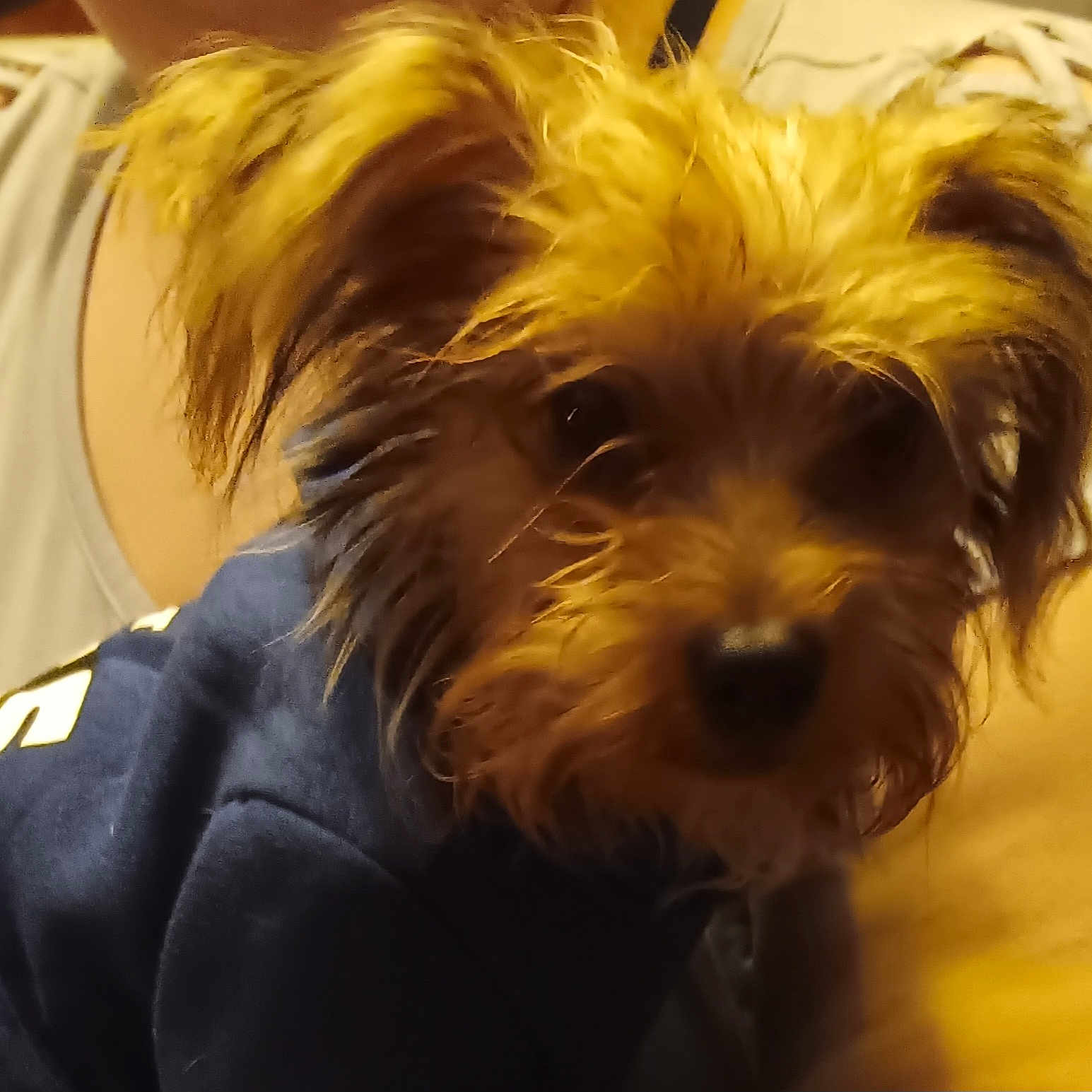 Harley joined the competition — help win amazing prizes! affenpinscher, animal, canine, cockerspaniel, couch, dog, furniture, papillon, pet, poodle, puppy, terrier, whitedog