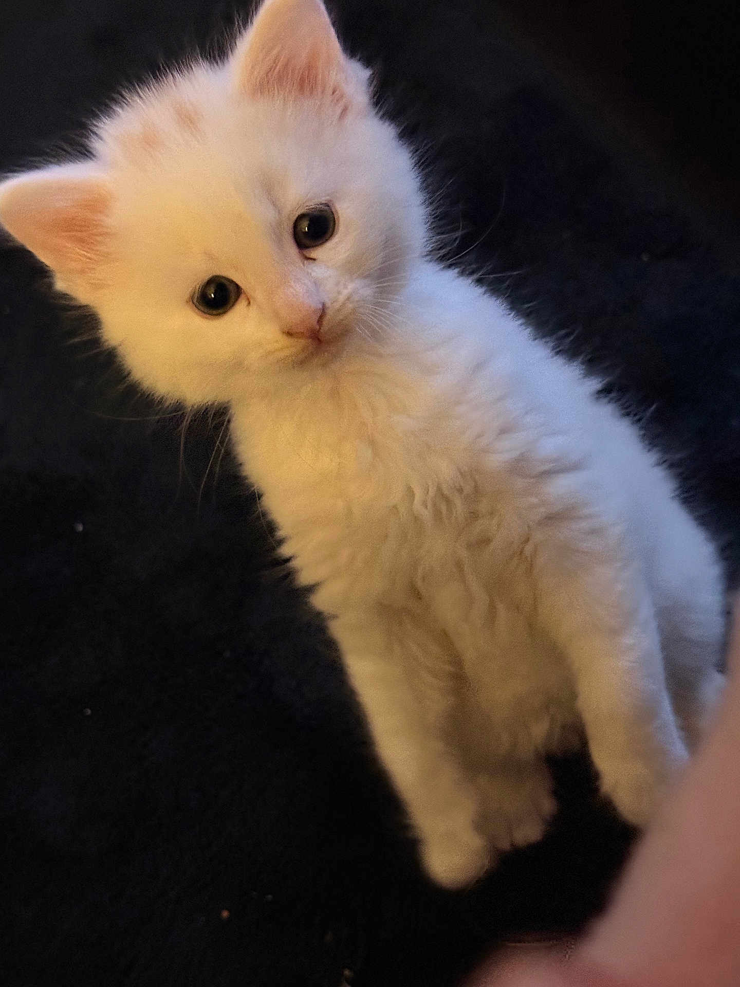 Casper joined the competition — help win amazing prizes! kitten, white_cat, fluffy, pet, animal, cute, curious, indoor, young, feline, fur, portrait, small, whiskers, ears, eyes, adorable, looking, head_tilt, soft