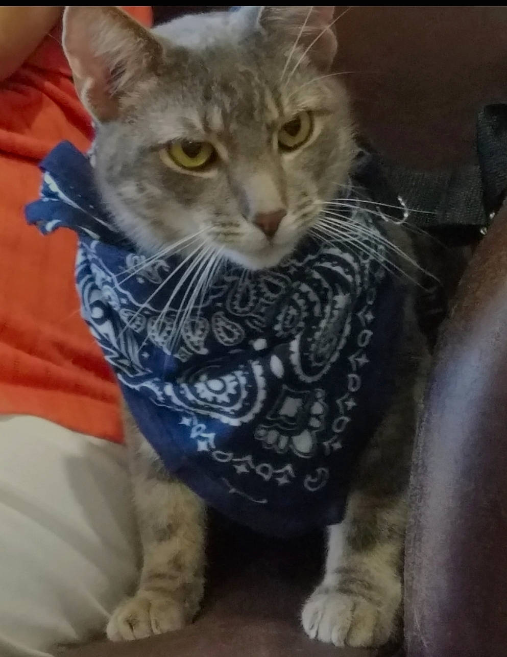 Alin joined the competition — help win amazing prizes! carnivore, cat, cat_supply, claw, comfort, domestic_short_haired_cat, fawn, felidae, foot, fur, paw, photo_caption, small_to_medium_sized_cats, snout, tail, whiskers, window