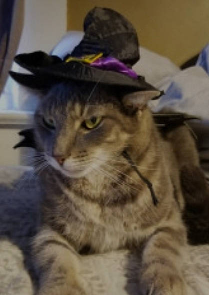 Alin joined the competition — help win amazing prizes! carnivore, cat, claw, costume_hat, curtain, domestic_short_haired_cat, fedora, felidae, fur, hat, paw, plant, small_to_medium_sized_cats, snout, sun_hat, terrestrial_animal, whiskers