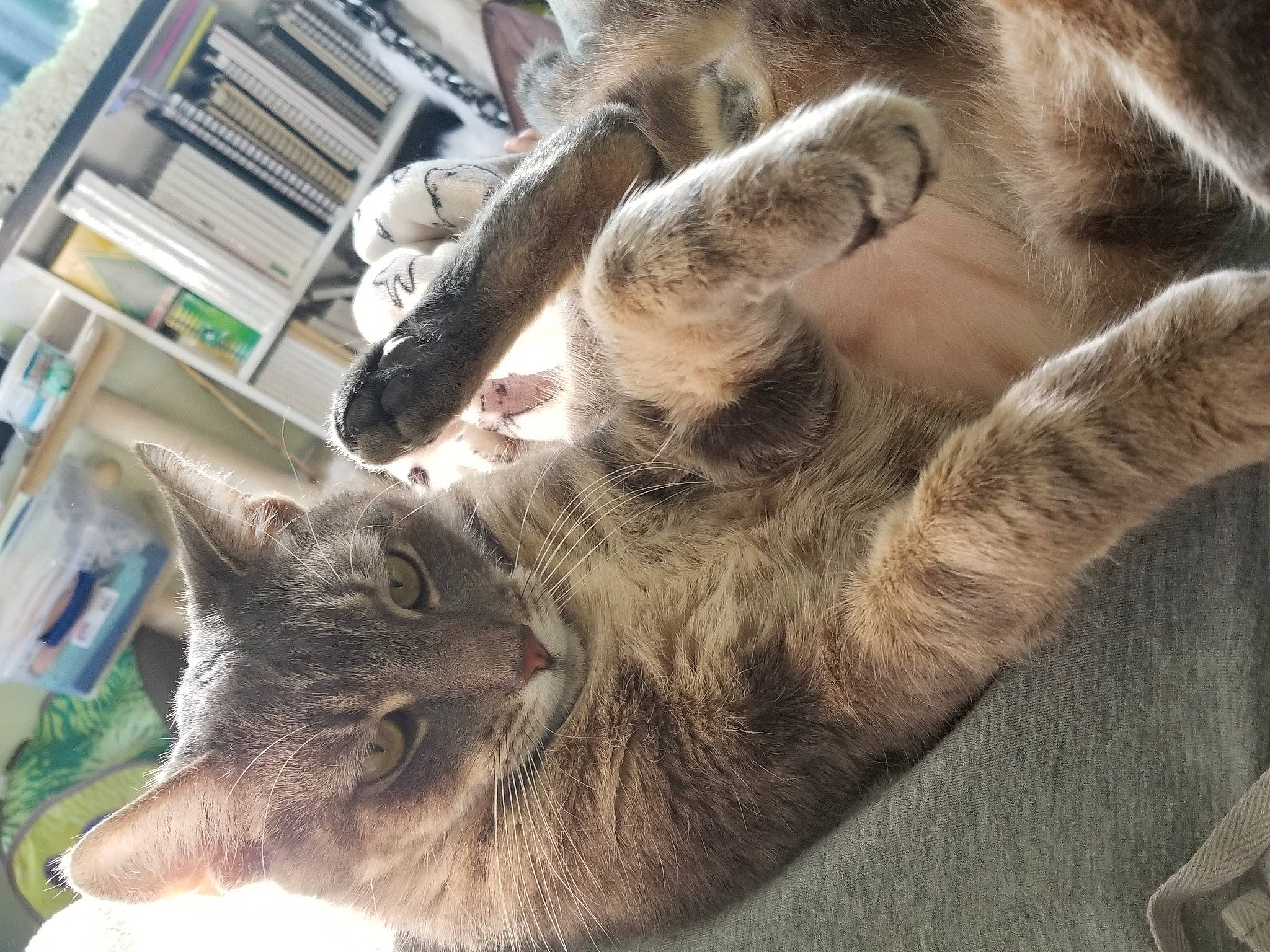 Alin joined the competition — help win amazing prizes! carnivore, cat, claw, comfort, domestic_short_haired_cat, ear, fawn, felidae, fur, gesture, mammal, nap, paw, sleep, small_to_medium_sized_cats, snout, tail, terrestrial_animal, vertebrate, whiskers