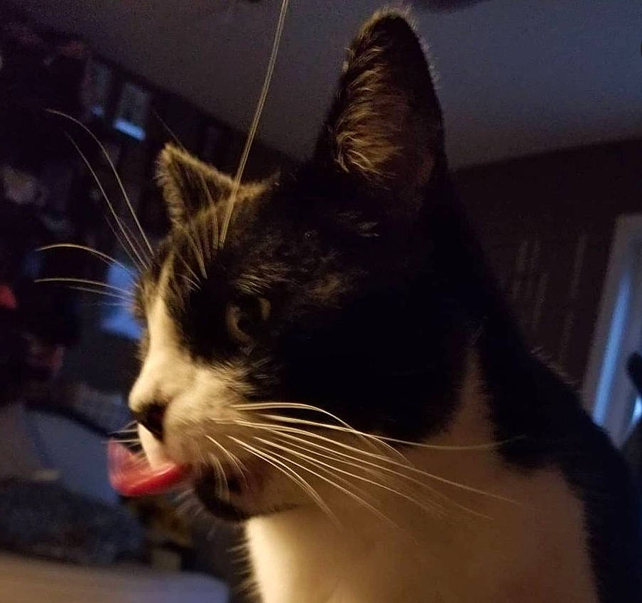 Toothless joined the competition — help win amazing prizes! carnivore, cat, comfort, domestic_short_haired_cat, eye, felidae, fur, paw, small_to_medium_sized_cats, snout, tail, whiskers, window