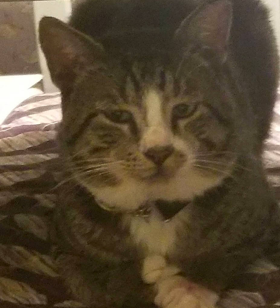 Edge is registered to the contest to win money with this photo: carnivore, cat, claw, comfort, domestic_short_haired_cat, felidae, fur, paw, sitting, small_to_medium_sized_cats, snout, tail, tree, whiskers, window