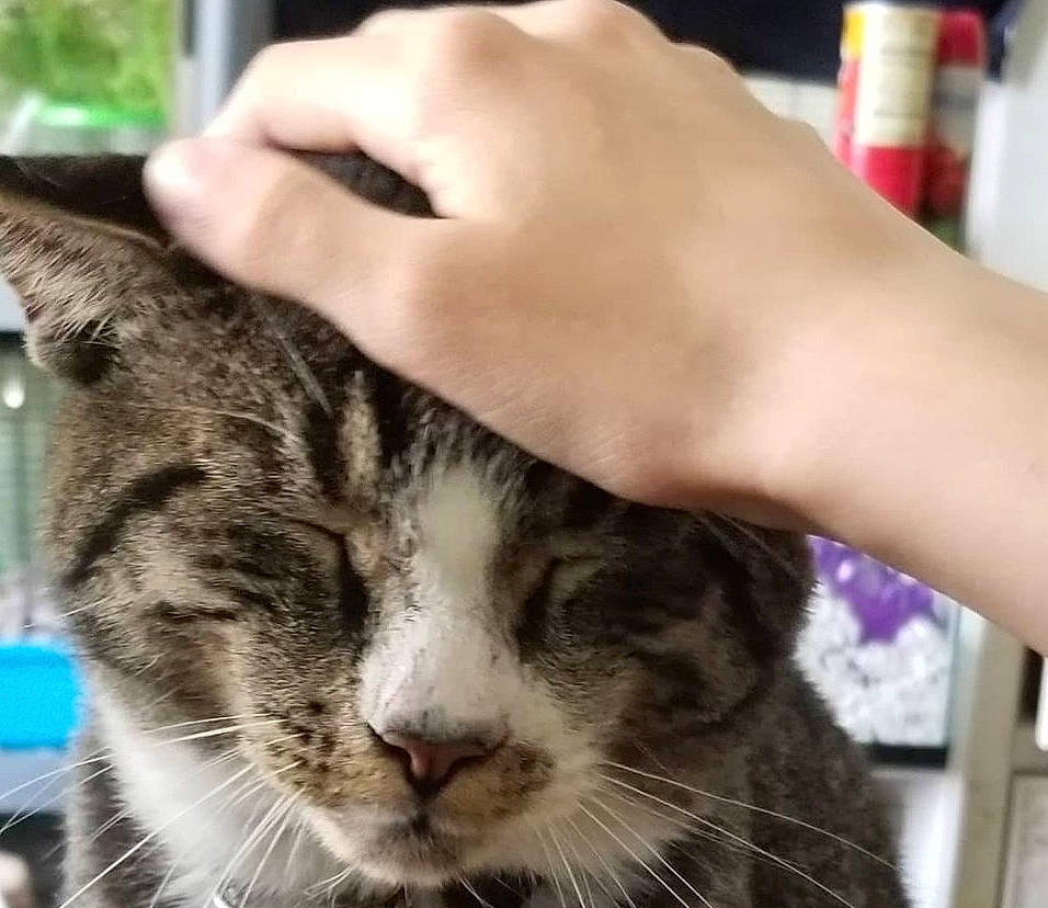 Edge joined the competition — help win amazing prizes! carnivore, cat, claw, domestic_short_haired_cat, ear, felidae, fur, gesture, hand, nail, paw, plant, small_to_medium_sized_cats, thumb, tree, whiskers