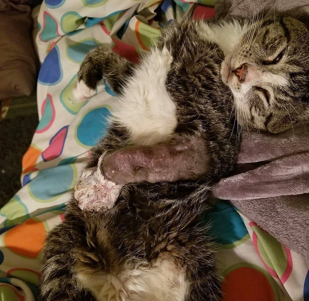 Edge is registered to the contest to win money with this photo: carnivore, cat, claw, comfort, companion_dog, dog_breed, domestic_short_haired_cat, fawn, felidae, fur, lap, love, nap, paw, sleep, small_to_medium_sized_cats, snout, tail, textile, whiskers