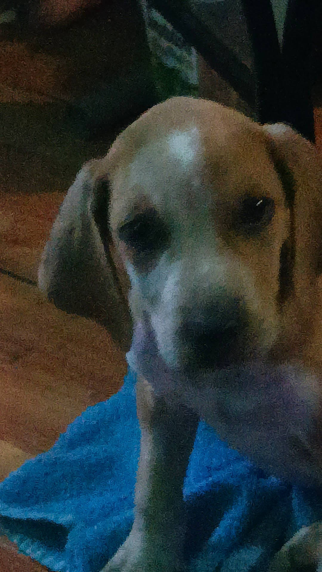 Rosco joined the competition — help win amazing prizes! canidae, carnivore, companion_dog, dog, dog_breed, ear, electric_blue, fawn, gun_dog, hunting_dog, plant, puppy_love, snout, sporting_group, terrestrial_animal, whiskers, working_animal