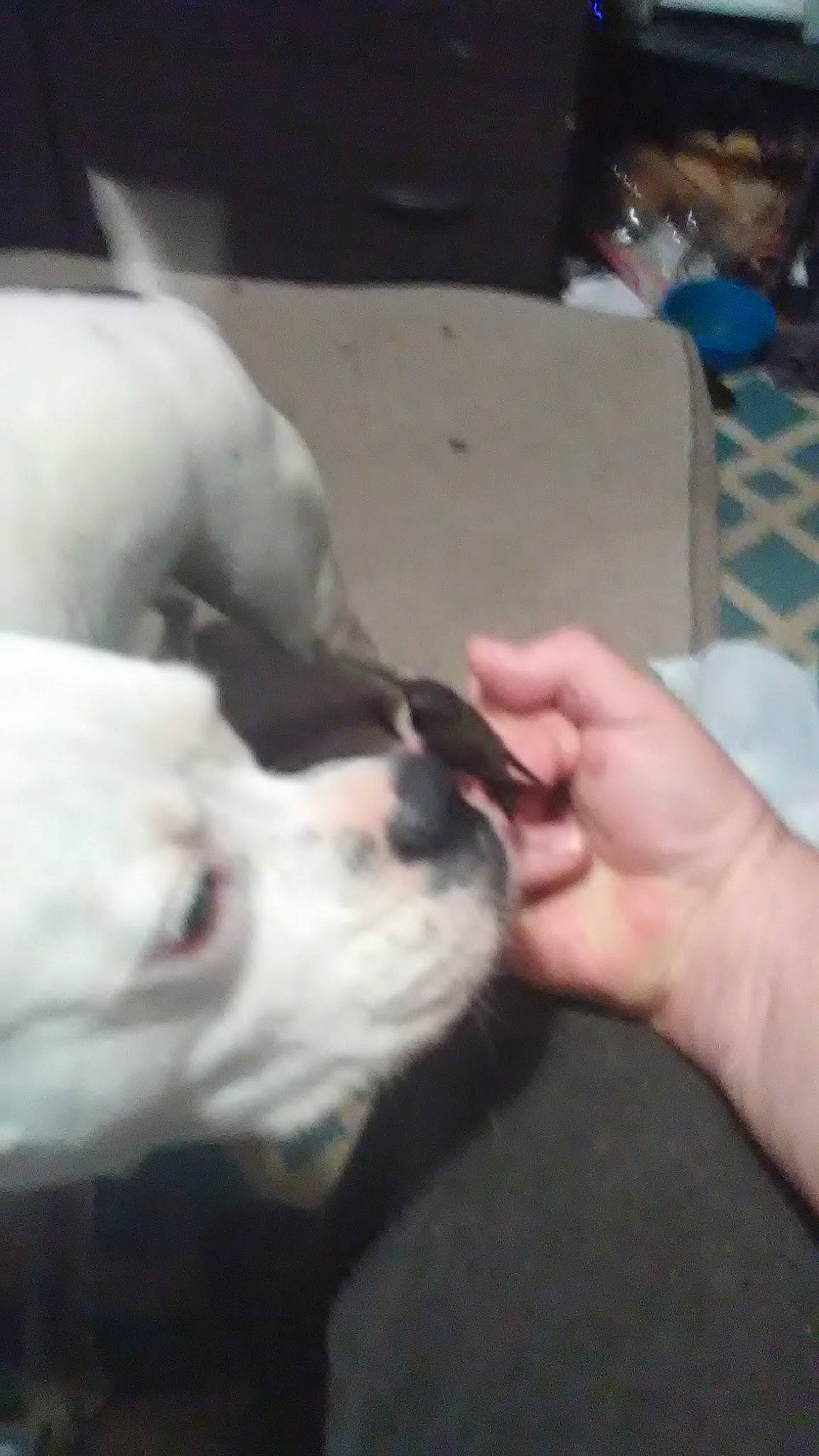 Niggz joined the competition — help win amazing prizes! canidae, carnivore, companion_dog, dog, dog_breed, ear, fawn, felidae, finger, fur, gesture, nail, paw, small_to_medium_sized_cats, sporting_group, tail, thumb, whiskers, working_animal, wrist