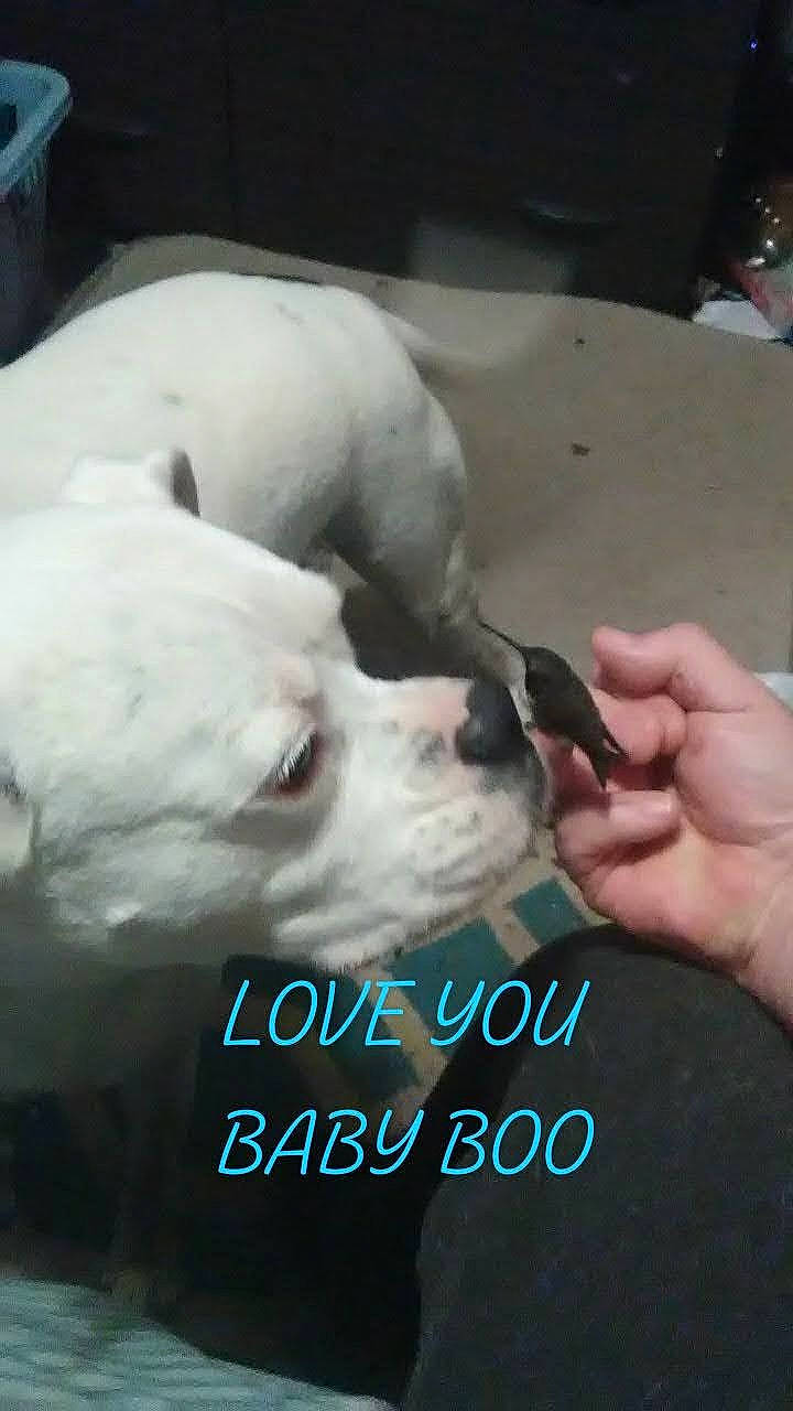 Niggz is registered to the contest to win money with this photo: canidae, carnivore, comfort, companion_dog, dog, dog_breed, ear, fawn, fur, gesture, happy, head, jaw, nail, non_sporting_group, photo_caption, snout, sporting_group, whiskers, working_animal