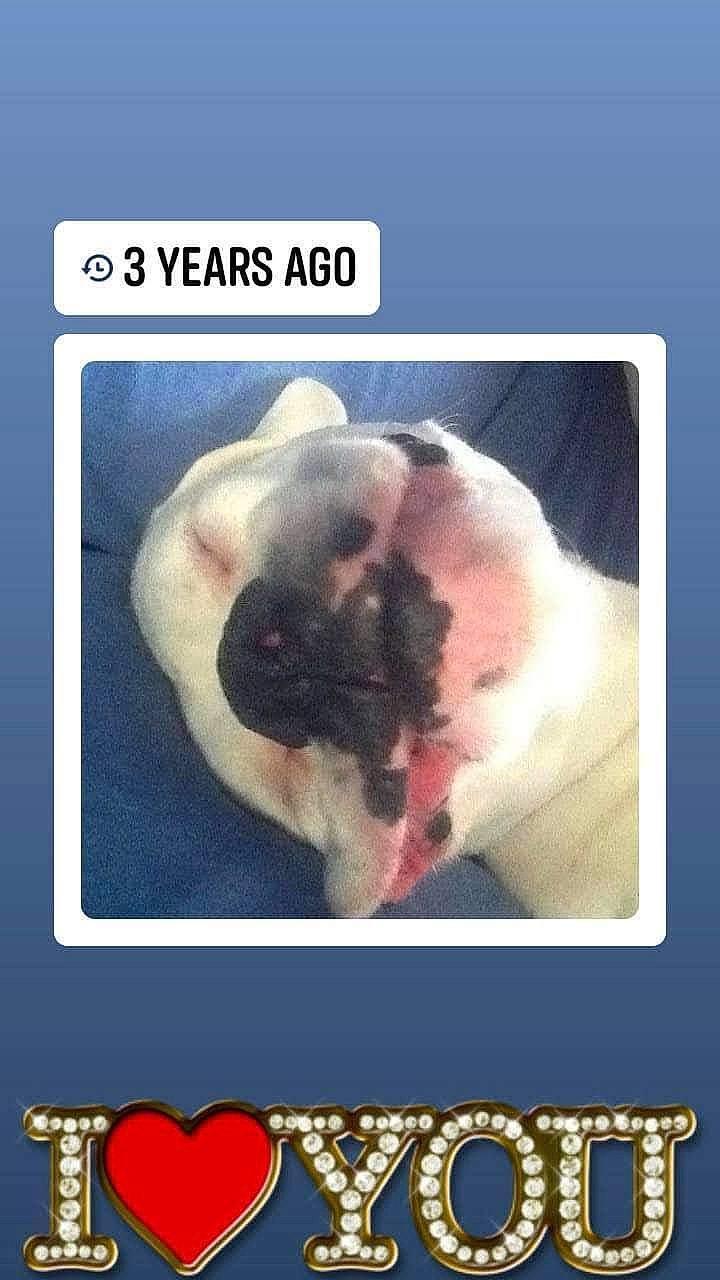 Niggz joined the competition — help win amazing prizes! advertising, art, flesh, font, happy, jaw, paw, photo_caption