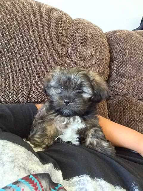 Duncan joined the competition — help win amazing prizes! canidae, carnivore, comfort, companion_dog, couch, dog, dog_breed, dog_supply, fawn, fur, grey, liver, maltepoo, shih_poo, sitting, small_terrier, snout, sporting_group, terrier, toy_dog