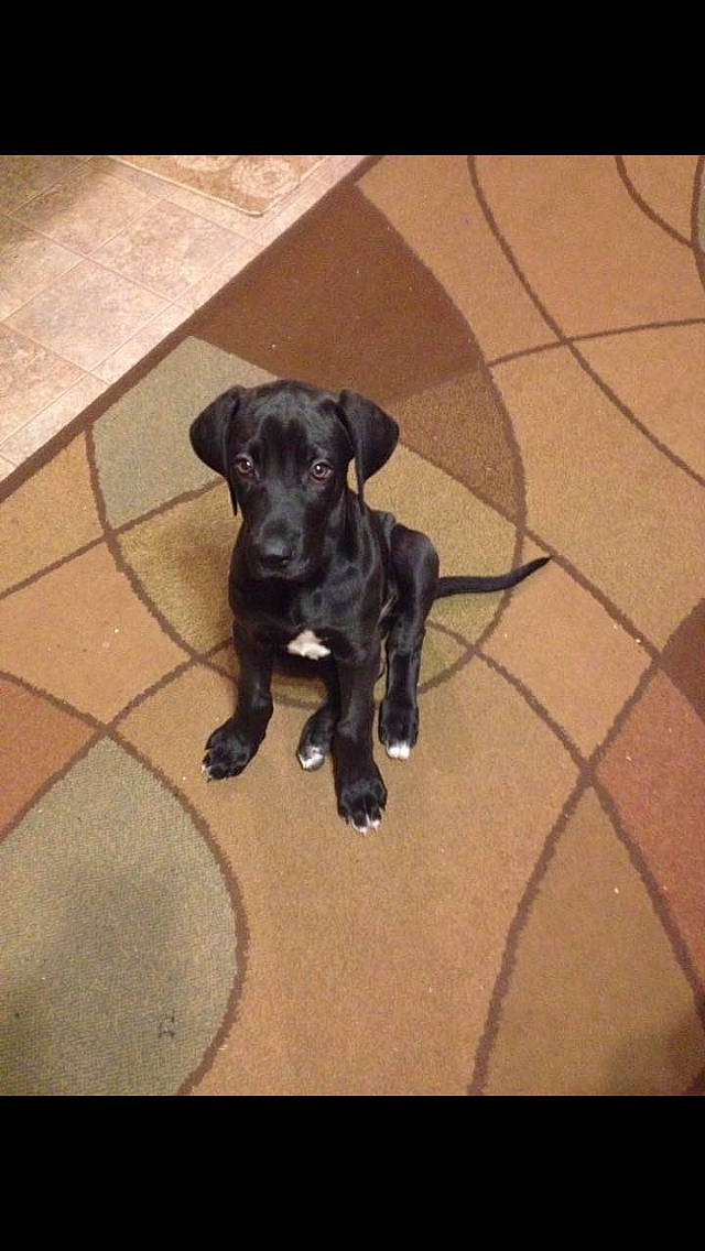 Diesel joined the competition — help win amazing prizes! american_pit_bull_terrier, beagador, cane_corso, canidae, carnivore, dog, dog_breed, fawn, guard_dog, labrador_retriever, mammal, patterdale_terrier, plott_hound, puppy, rare_breed_dog, snout, sporting_group, vertebrate, working_dog