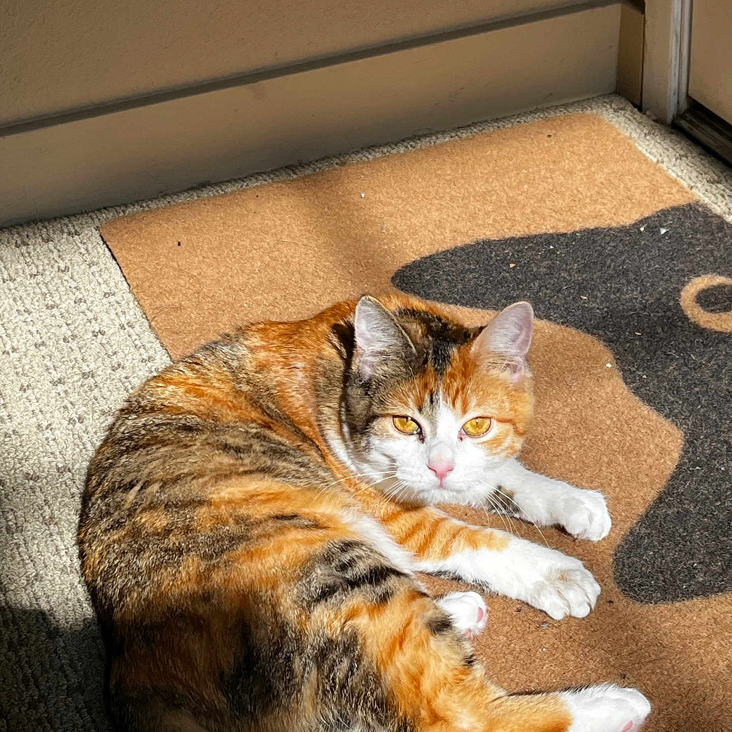 Sprout joined the competition — help win amazing prizes! cat, calico, sunlight, doormat, indoor, pet, animal, fur, relaxing, laying, orange, white, brown, pink_nose, whiskers, ears, tail, floor, carpet, door