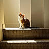 Sprout joined the competition — help win amazing prizes! cat, stairs, indoor, sunlight, carpet, window, shadow, pet, animal, feline, sitting, quiet, home, light_pattern, cozy, resting, domestic, calm, warm_light, vertical