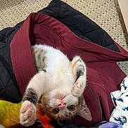 Sprout joined the competition — help win amazing prizes! kitten, cat, upside_down, paws, maroon_jacket, blankets, carpet, indoor, playful, fur, cute, pet, small_animal, whiskers, ears, pink_nose, relaxed, cozy, soft, curious