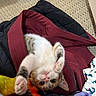 kitten, cat, upside_down, paws, maroon_jacket, blankets, carpet, indoor, playful, fur, cute, pet, small_animal, whiskers, ears, pink_nose, relaxed, cozy, soft, curious