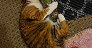 Sprout is registered to the contest to win money with this photo: cat, tabby, plastic_bottle, carpet, rug, indoor, pet, playful, lying_down, orange, white, brown, striped, paw, tail, fan, floor, cozy, cute, domestic