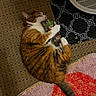 cat, tabby, plastic_bottle, carpet, rug, indoor, pet, playful, lying_down, orange, white, brown, striped, paw, tail, fan, floor, cozy, cute, domestic