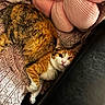 Sprout joined the competition — help win amazing prizes! cat, calico_cat, pet, animal, feline, blanket, pillow, plush_pillow, flower_shaped_pillow, texture, fur, resting, indoor, cozy, curious, soft, comfort, relaxation, leather, couch