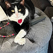 Panda Bear is registered to the contest to win money with this photo: cat, tuxedo_cat, pet, indoor, ottoman, gray_furniture, crossed_paws, red_tag, leash, closeup, relaxed, domestic_cat, whiskers, yellow_eyes, black_and_white, feline, cozy, fur, resting, house_pet