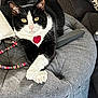 cat, tuxedo_cat, pet, indoor, ottoman, gray_furniture, crossed_paws, red_tag, leash, closeup, relaxed, domestic_cat, whiskers, yellow_eyes, black_and_white, feline, cozy, fur, resting, house_pet