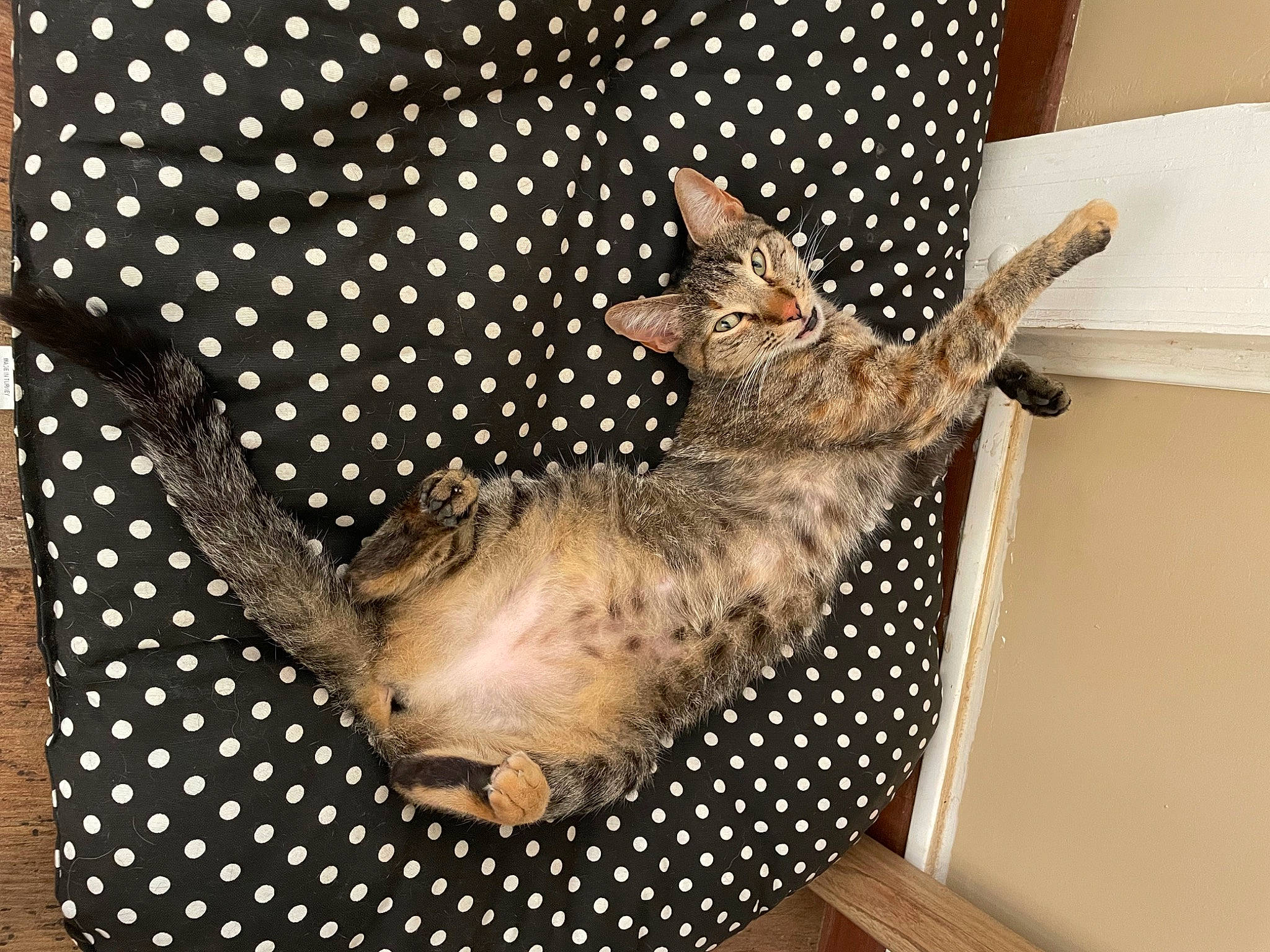 Papaye participe au concours pour gagner de l'argent avec cette photo : carnivore, cat, comfort, couch, domestic_short_haired_cat, fawn, felidae, fur, grey, pattern, paw, room, small_to_medium_sized_cats, tail, whiskers