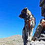 Elio participe au concours pour gagner de l'argent avec cette photo : adventure, animal, blue_sky, canine, daytime, dog, exploration, fur, harness, landscape, mountain, nature, outdoor, pet, rock, scenic, sky, standing, sunlight, wild