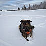 Elio a rejoint le concours — aidez-le/la à gagner de superbes lots ! dog, snow, winter, outdoor, forest, trees, sky, cloudy, animal, canine, snow_covered, field, walking_stick, nature, cold, fur, pet, landscape, leisure, calm