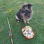 Elio a rejoint le concours — aidez-le/la à gagner de superbes lots ! dog, grass, basket, mushrooms, walking_stick, outdoor, nature, pet, animal, fur, collar, leafy_ground, daylight, brown, white, green, sitting, forest, rustic, companion