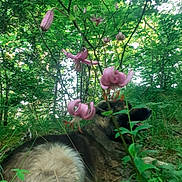 Elio participe au concours pour gagner de l'argent avec cette photo : dog, forest, flower, greenery, nature, grass, leaf, outdoor, animal, canine, flora, wildlife, relaxing, peaceful, sunlight, shrub, plant, bush, summer, woods