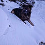 Elio participe au concours pour gagner de l'argent avec cette photo : animal, animal_face, canine, cold, collar, dog, evergreen, forest, fur, landscape, nature, outdoor, pet, quiet, resting, snow, snowy_ground, tree, winter, winter_day
