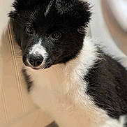 Sam is registered to the contest to win money with this photo: adorable, animal, black_and_white, canine, close_up, cute, dog, ears, face, fur, indoor, looking, nose, pet, portrait, puppy, soft, whiskers, young, young_dog