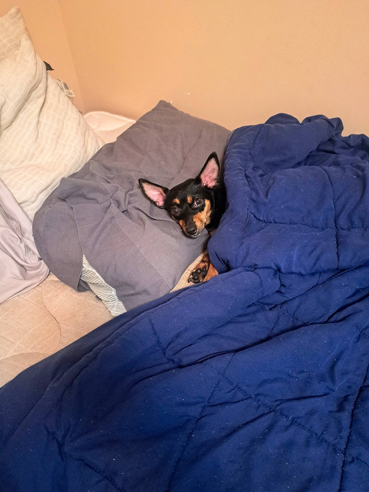 Pepper joined the competition — help win amazing prizes! bag, bed, bedding, canidae, carnivore, comfort, companion_dog, dog_breed, felidae, fur, grey, head, human_leg, linens, luggage_and_bags, pillow, sitting, small_to_medium_sized_cats, thigh, whiskers