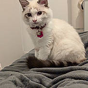 Magda participe au concours pour gagner de l'argent avec cette photo : abyssinian, accessories, angora, animal, bed, bedroom, blanket, cat, couch, furniture, homedecor, indoors, kitten, linen, manx, person, pet, quilt, siamese, strap
