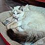 Magda participe au concours pour gagner de l'argent avec cette photo : abyssinian, angora, animal, bed, blanket, canine, cat, couch, dog, furniture, homedecor, kitten, linen, manx, person, pet, quilt, siamese, sleeping, towel