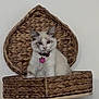 Magda participe au concours pour gagner de l'argent avec cette photo : abyssinian, animal, architecture, art, basket, bed, building, canine, cat, cushion, dog, furniture, homedecor, husky, kitten, manx, pet, siamese, wood, woven