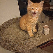 Baboo is registered to the contest to win money with this photo: animal, carpeted, cat_perch, claws, cute, domestic, ears, feline, furry, indoor, kitten, mammal, mouth_open, orange_cat, pet, resting, small, whiskers, yawning, young