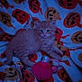 Baboo is registered to the contest to win money with this photo: kitten, cat, orange_cat, blanket, jack_o_lantern, halloween, toy, fuzzy_toy, cute, pet, animal, cozy, indoor, resting, fur, small_cat, playful, comfort, holiday_theme, relaxed