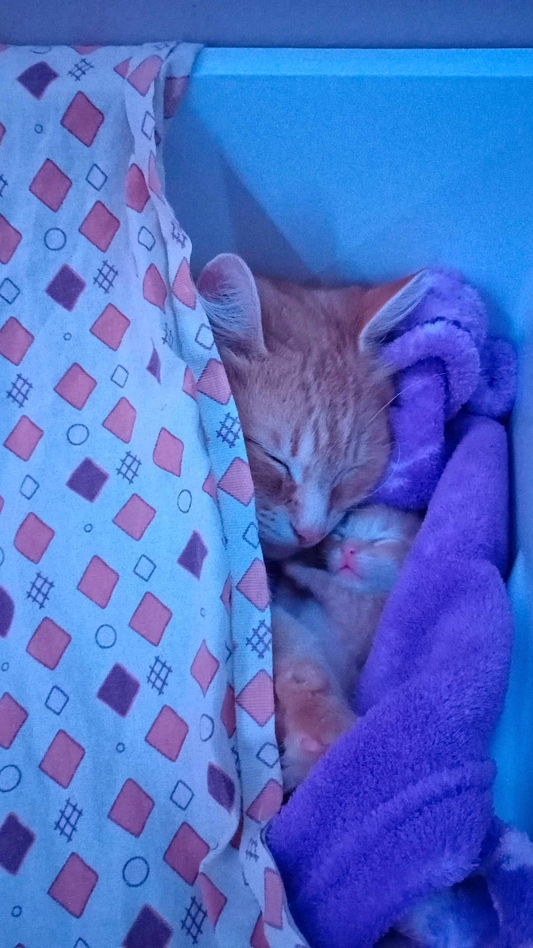 Baboo is registered to the contest to win money with this photo: cat, kitten, sleeping, blanket, cozy, snuggling, feline, cute, resting, soft, fur, warm, domestic_animal, pink_nose, purple_blanket, patterned_blanket, indoor, relaxation, pets, animal