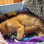 cat, kitten, sleeping, orange_cat, box, blanket, cozy, indoor, pet, feline, resting, fur, cute, animal, snuggling, soft, colorful, comfort, domestic, peaceful