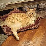 Keke-anne joined the competition — help win amazing prizes! cat, cat_bed, furniture, wooden_floor, living_room, fluffy_cat, cream_color, pet, indoor, relaxing, cozy, home, ornate, small_sofa, looking_at_camera, floor, carpet, table, blanket, decor