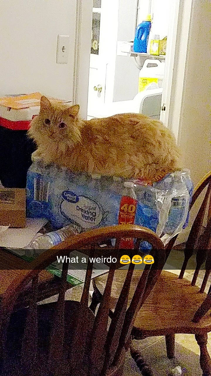 Keke-anne is registered to the contest to win money with this photo: carnivore, cat, chair, felidae, furniture, persian, selkirk_rex, small_to_medium_sized_cats, whiskers