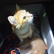 Hemmy is registered to the contest to win money with this photo: cat, kitten, orange_cat, sleeping_kitten, curious_cat, whiskers, indoor, blanket, pet, animal, feline, cozy, resting, cute, soft_light, closeup, young_cat, domestic_cat, orange_fur, sleeping