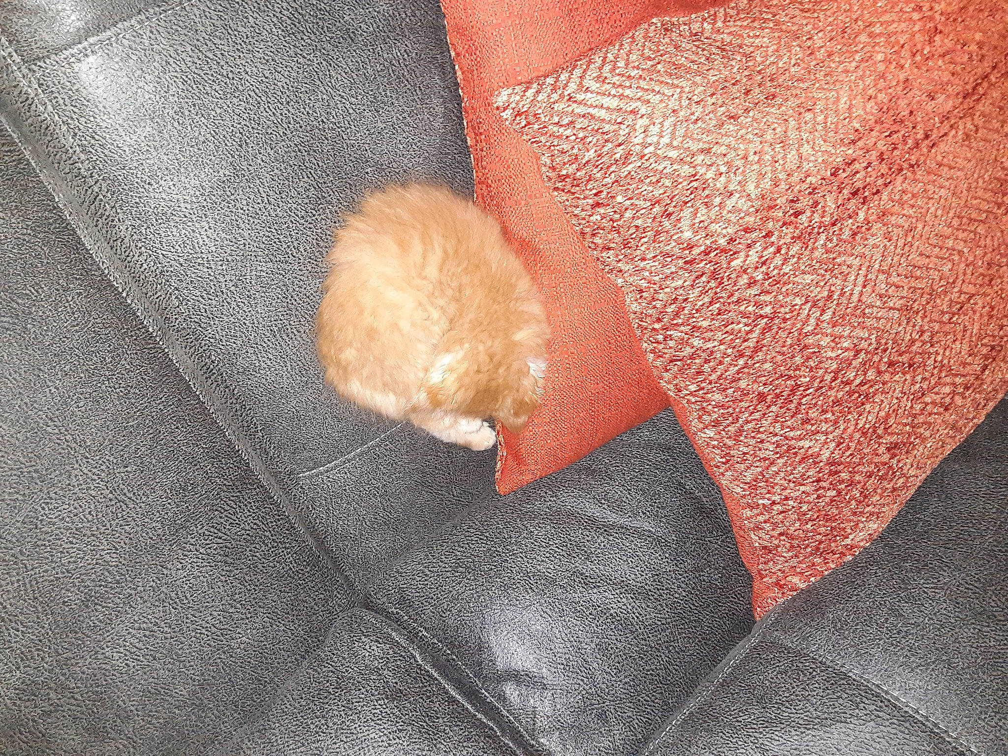 Hemmy joined the competition — help win amazing prizes! fawn, foot, fur, hand, leg