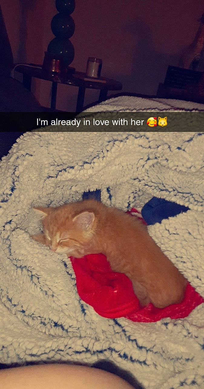 Hemmy is registered to the contest to win money with this photo: canidae, carnivore, cat, fawn, felidae, sleep, small_to_medium_sized_cats