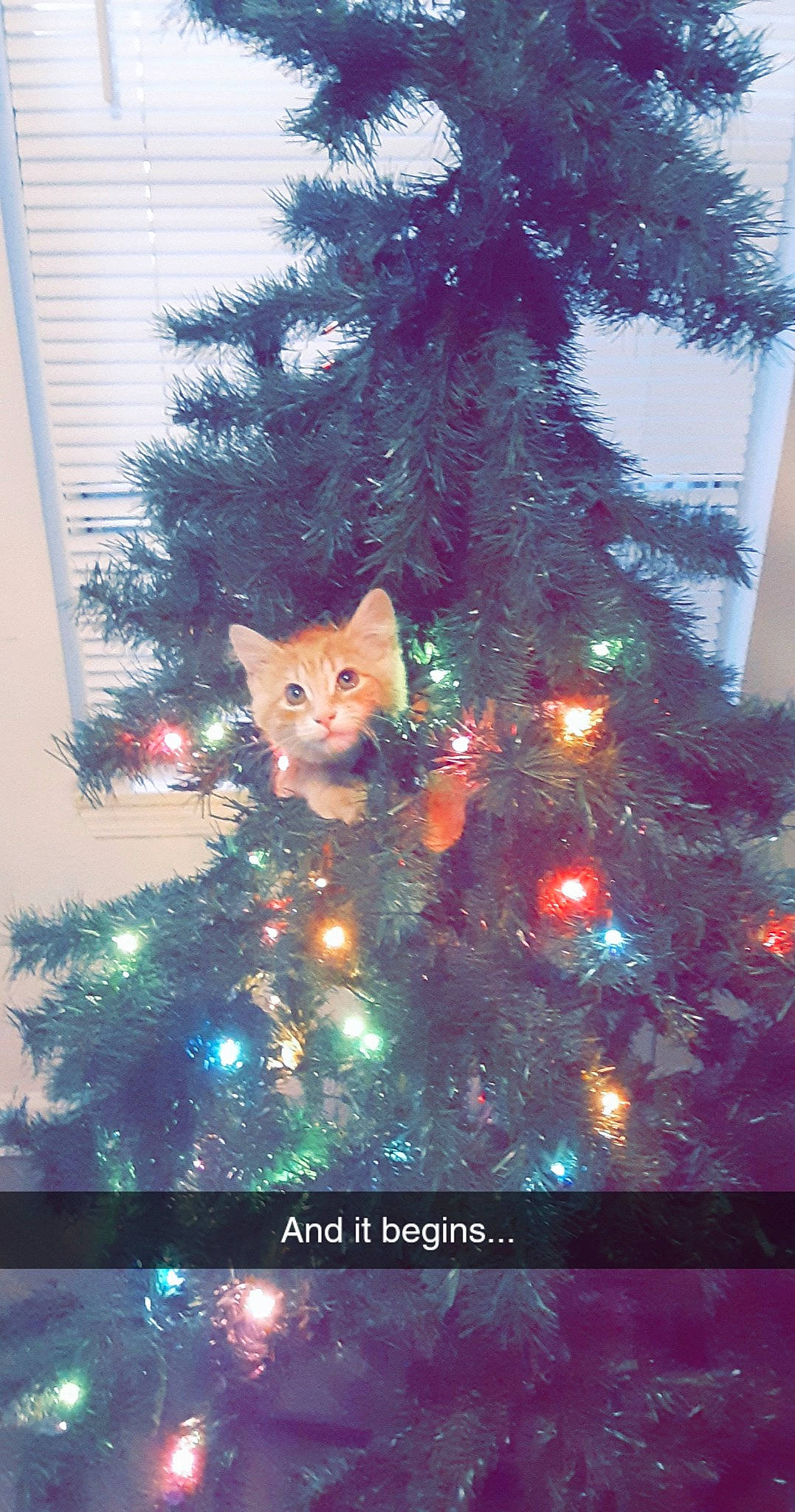 Hemmy joined the competition — help win amazing prizes! carnivore, cat, christmas, christmas_decoration, christmas_eve, christmas_lights, christmas_ornament, christmas_tree, conifer, evergreen, felidae, fur, holiday, holiday_ornament, interior_design, organism, pine_family, small_to_medium_sized_cats, whiskers, window_covering