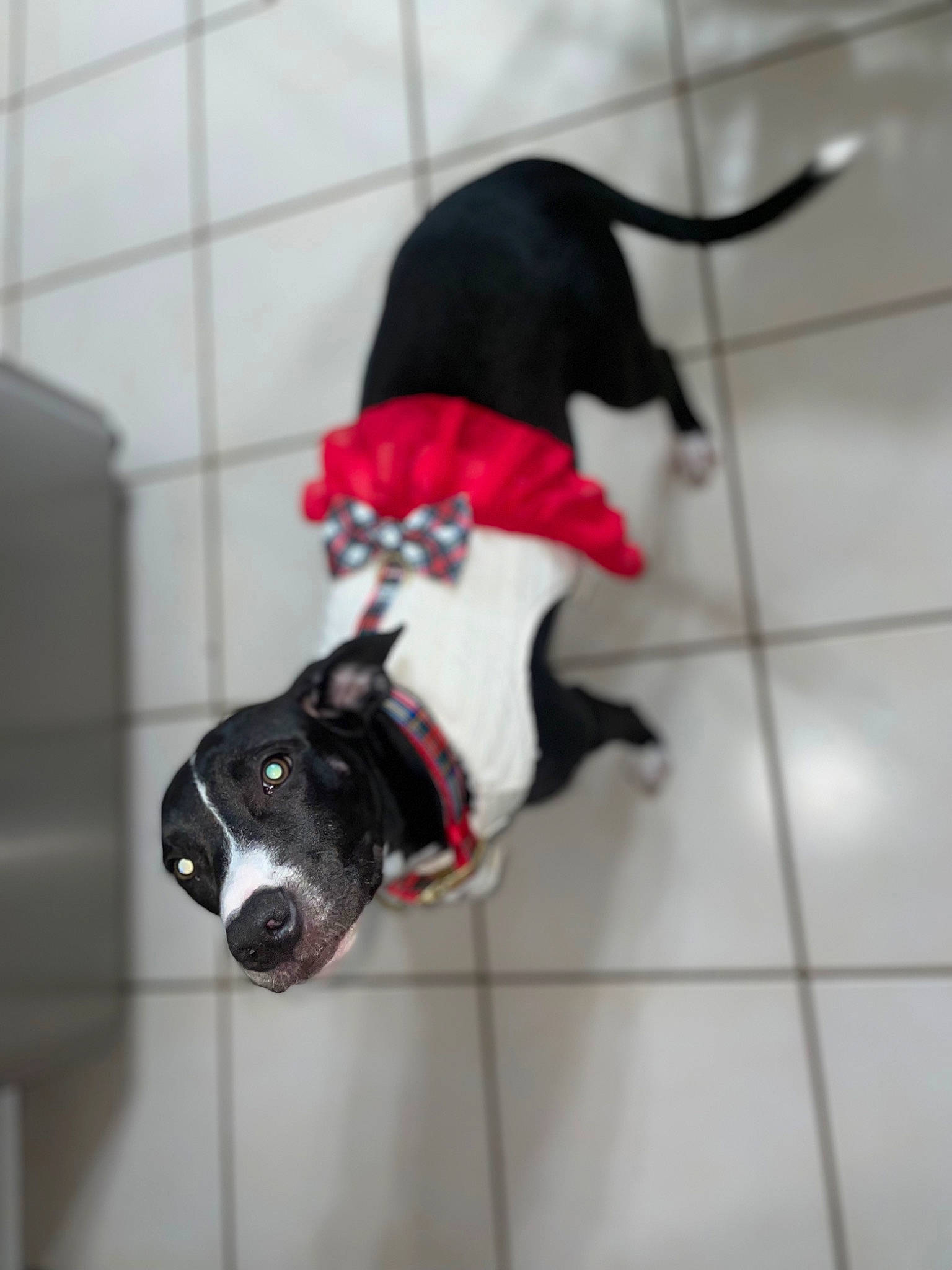 Ruby is registered to the contest to win money with this photo: canidae, carnivore, collar, companion_dog, dog, dog_breed, dog_clothes, dog_collar, dog_supply, fashion_accessory, fawn, floor, flooring, fur, leash, pet_supply, snout, sporting_group, tail, working_animal