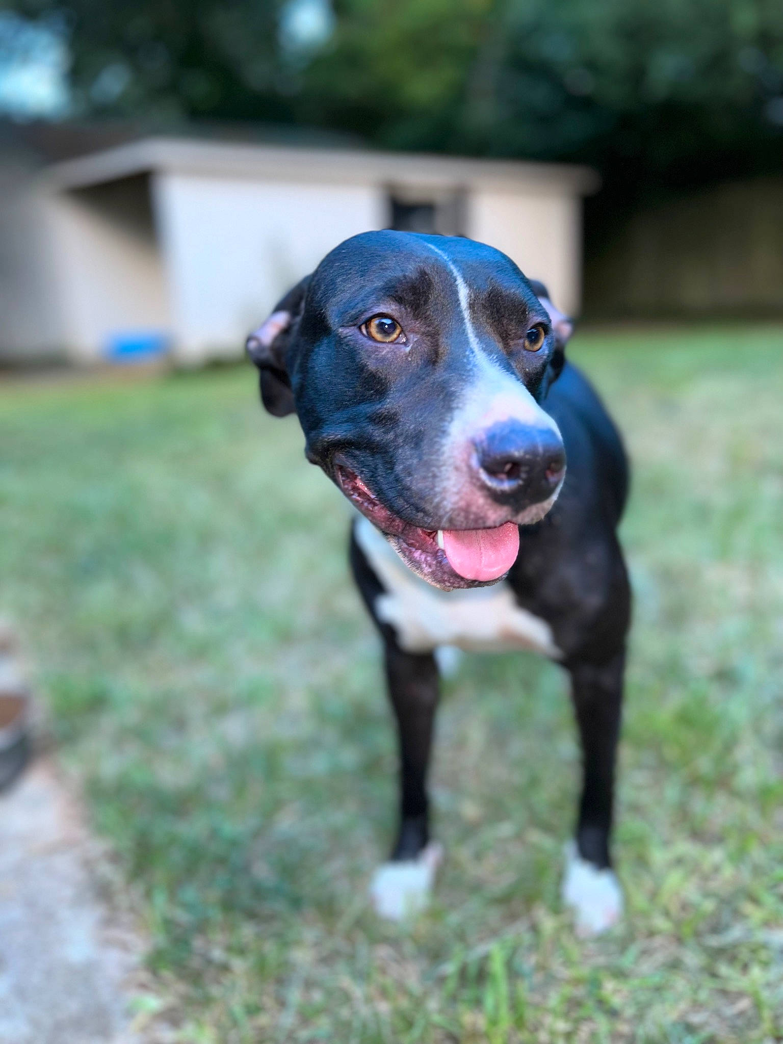 Ruby joined the competition — help win amazing prizes! ball, borador, canidae, carnivore, collar, companion_dog, dog, dog_breed, dog_collar, dog_supply, grass, guard_dog, gun_dog, pointing_breed, retriever, snout, sporting_group, whiskers, working_animal, working_dog