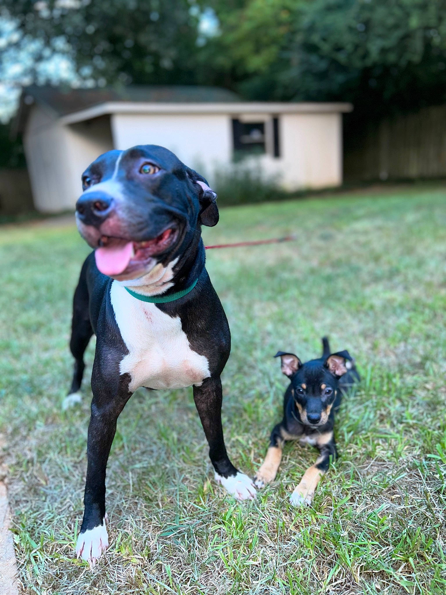 Ruby is registered to the contest to win money with this photo: ball, canidae, carnivore, collar, companion_dog, dog, dog_breed, dog_collar, dog_supply, fawn, grass, guard_dog, plant, snout, sporting_group, sports_equipment, tree, whiskers, working_animal, working_dog