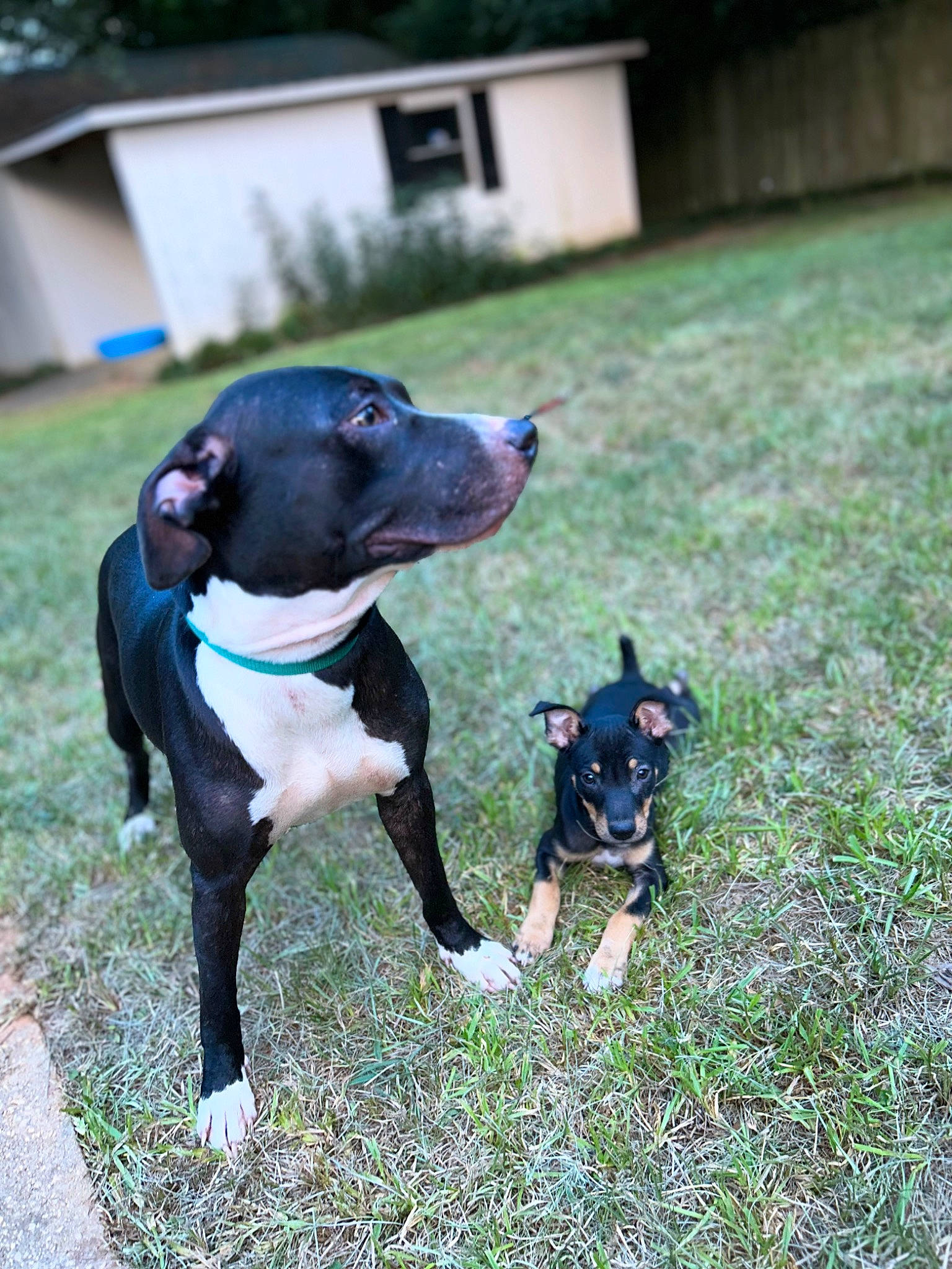 Ruby is registered to the contest to win money with this photo: carnivore, collar, companion_dog, dog, dog_breed, dog_collar, dog_supply, fawn, grass, guard_dog, leash, mammal, personal_protective_equipment, pet_supply, plant, snout, sporting_group, vertebrate, working_animal, working_dog