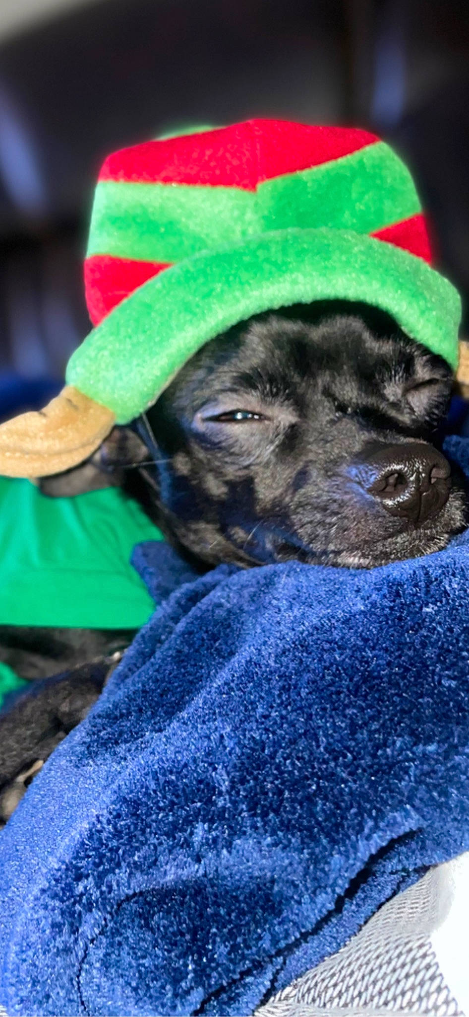 Buster is registered to the contest to win money with this photo: canidae, cap, carmine, carnivore, collar, companion_dog, costume_hat, dog, dog_breed, dog_supply, electric_blue, fawn, fur, green, hat, snout, sporting_group, terrestrial_animal, whiskers, working_animal